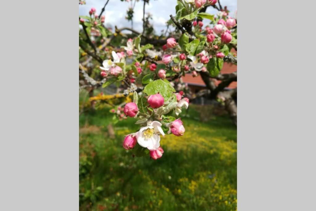Ferienhaus Zum Kuckuck, Wng 2, Urlaub Im Eichsfeld Kallmerode Eksteriør billede